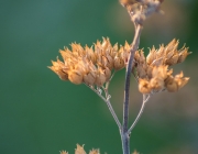 Cladon-Bartblume (Caryopteris ×clandonensis 'Heavenly Blue')