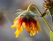 Schwarzäugige Rudbeckie (Rudbeckia hirta)