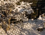 Stern-Magnolie (Magnolia stellata)