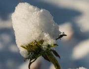 Schein-Sonnenhut (Echinacea)