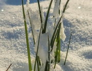 Zierlauch