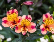 Bad Windsheim, Kurpark