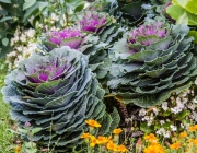 Bad Windsheim, Kurpark