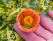 Bad Windsheim, Kurpark