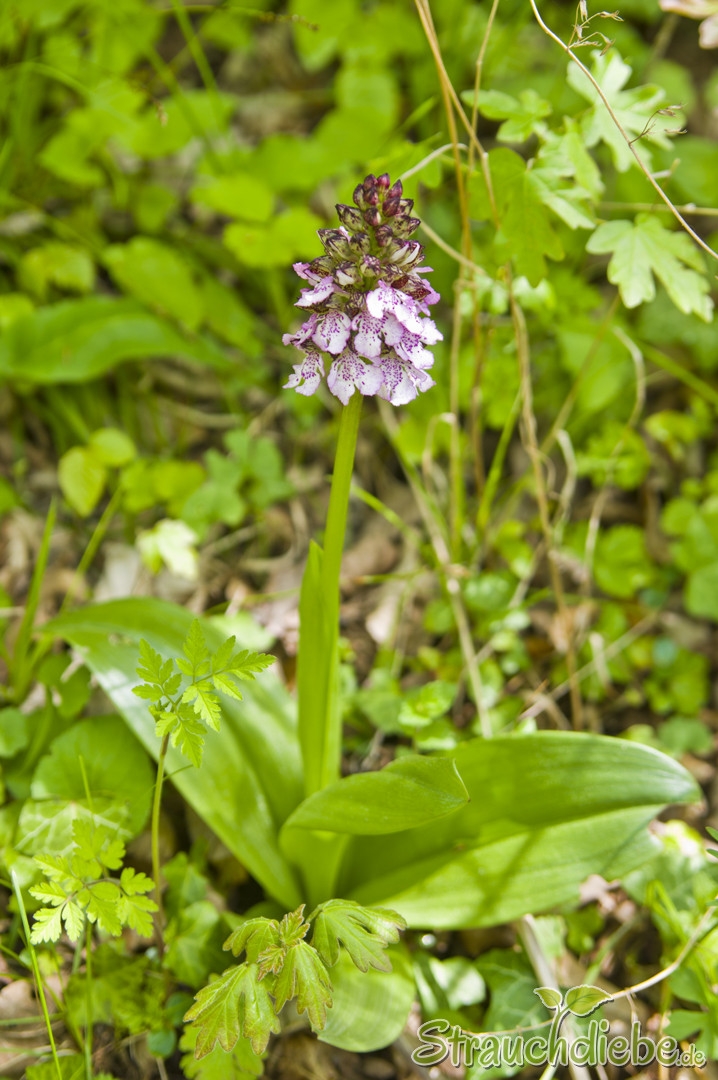 Purpur-Knabenkraut (Orchis Purpurea)