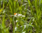 Aurorafalter (Anthocharis cardamines)