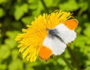 Aurorafalter (Anthocharis cardamines)