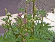 Palmblättriger Rhabarber (Rheum palmatum)