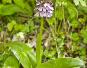 Purpur-Knabenkraut (Orchis Purpurea)