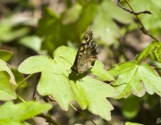 Waldbrettspiel (Pararge aegeria)