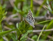 Kleiner Würfel-Dickkopffalter (Pyrgus malvae)