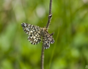 Klee-Gitterspanner (Chiasmia clathrata)