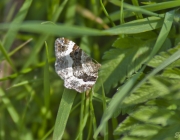 Graubinden-Labkrautspanner (Epirrhoe alternata)