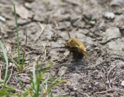 Gefleckter Wollschweber (Bombylius pictus)