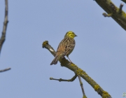 Goldammer (Emberiza citrinella)