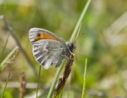Kleines Wiesenvögelchen (Coenonympha pamphilus)