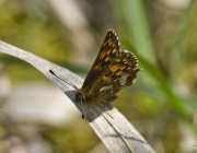Schlüsselblumen-Würfelfalter (Hamearis lucina)
