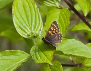 Schlüsselblumen-Würfelfalter (Hamearis lucina)