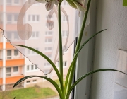 Ritterstern (Hippeastrum)