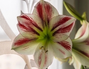 Ritterstern (Hippeastrum)