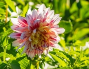 Dahlie (Dahlia)