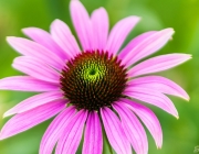 Purpur-Sonnenhut (Echinacea purpurea)