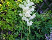 Palmlilie (Yucca filamentosa)