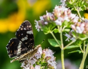 Landkärtchen (Araschnia levana)