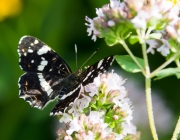 Landkärtchen (Araschnia levana)