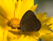 Brauner Waldvogel (Aphantopus hyperantus)