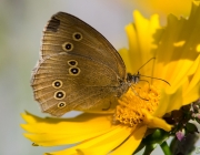 Brauner Waldvogel (Aphantopus hyperantus)