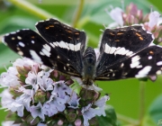 Landkärtchen (Araschnia levana)