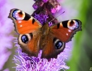 Tagpfauenauge (Aglais io)