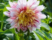 Dahlie (Dahlia)