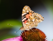 Distelfalter (Vanessa cardui)