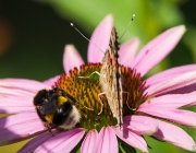 Distelfalter (Vanessa cardui)