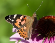 Distelfalter (Vanessa cardui)