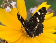 Landkärtchen (Araschnia levana)