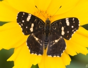 Landkärtchen (Araschnia levana)