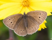 Brauner Waldvogel (Aphantopus hyperantus)