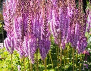 Astilbe