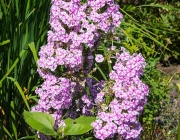 Phlox