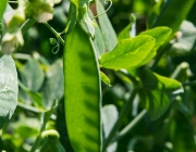 Erbsen