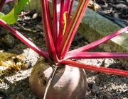 Rote Beete