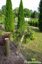 Baum fiel