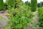 rote Johannisbeere