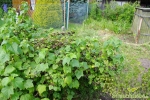 Schwarze Johannisbeere