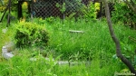 2013-06-2.jpg