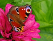 Tagpfauenauge (Aglais io)