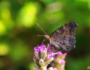 Tagpfauenauge (Aglais io)